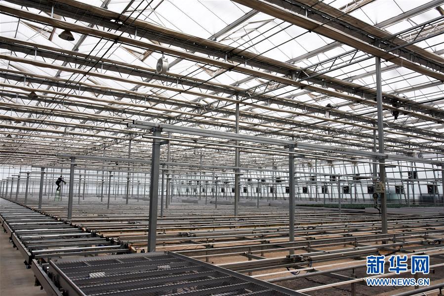 （壯麗70年&middot;奮斗新時(shí)代&middot;圖文互動）（9）山東壽光：一棵&ldquo;菜&rdquo;興一座城 