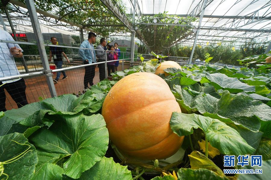 （壯麗70年&middot;奮斗新時(shí)代&middot;圖文互動）（11）山東壽光：一棵&ldquo;菜&rdquo;興一座城 