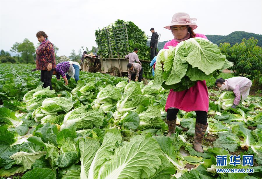 （走基層 聽民聲&middot;圖文互動）（1）陜西：太白山下種蔬菜 質優(yōu)價高不愁賣