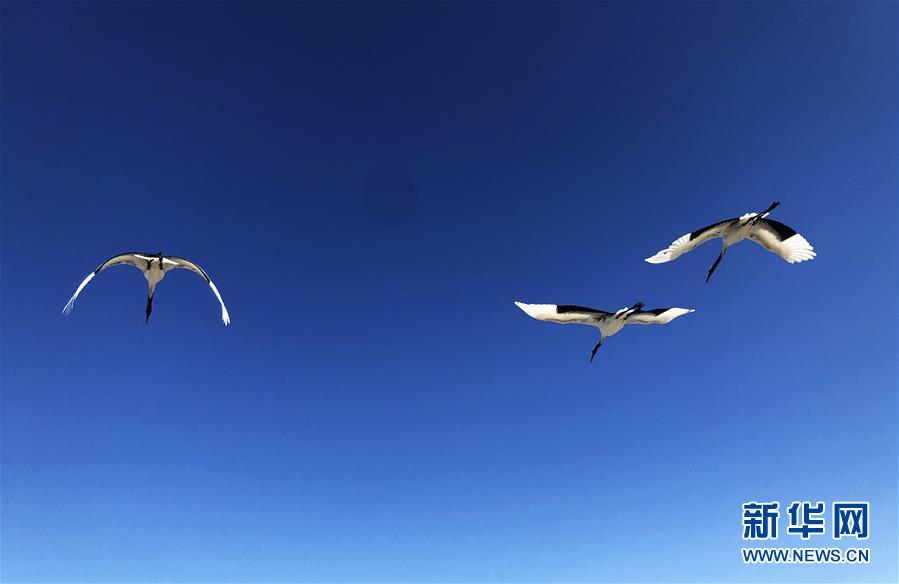 （在習(xí)近平新時代中國特色社會主義思想指引下&mdash;&mdash;新時代新作為新篇章&middot;圖文互動）（3）從&ldquo;人鳥爭食&rdquo; 到&ldquo;人鶴和諧&rdquo;&mdash;&mdash;濕地生態(tài)保護的&ldquo;扎龍?zhí)剿?rdquo;