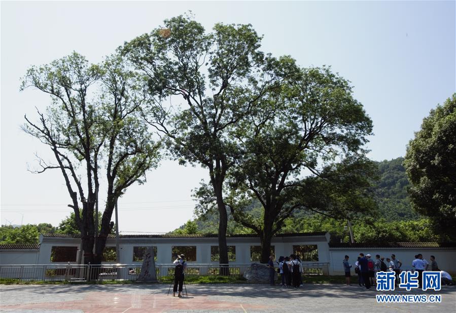 （壯麗70年&middot;奮斗新時(shí)代&mdash;&mdash;記者再走長(zhǎng)征路&middot;圖文互動(dòng)）（6）&ldquo;紅軍樹(shù)&rdquo;下憶初心、守初心