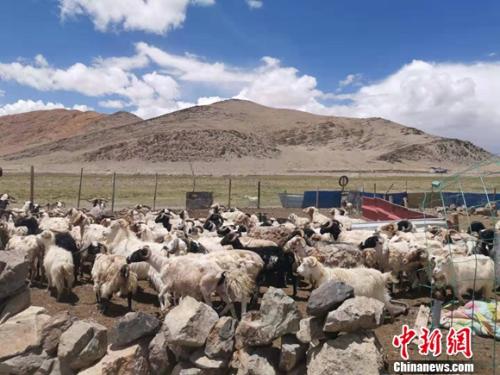 圖為羊群正從羊圈里出來。 謝藝觀 攝