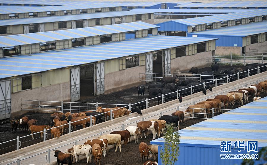 （壯麗70年&middot;奮斗新時代&mdash;&mdash;共和國發(fā)展成就巡禮&middot;圖文互動）（11）生態(tài)美、百姓富&mdash;&mdash;品讀嶄新&ldquo;寧夏畫卷&rdquo;