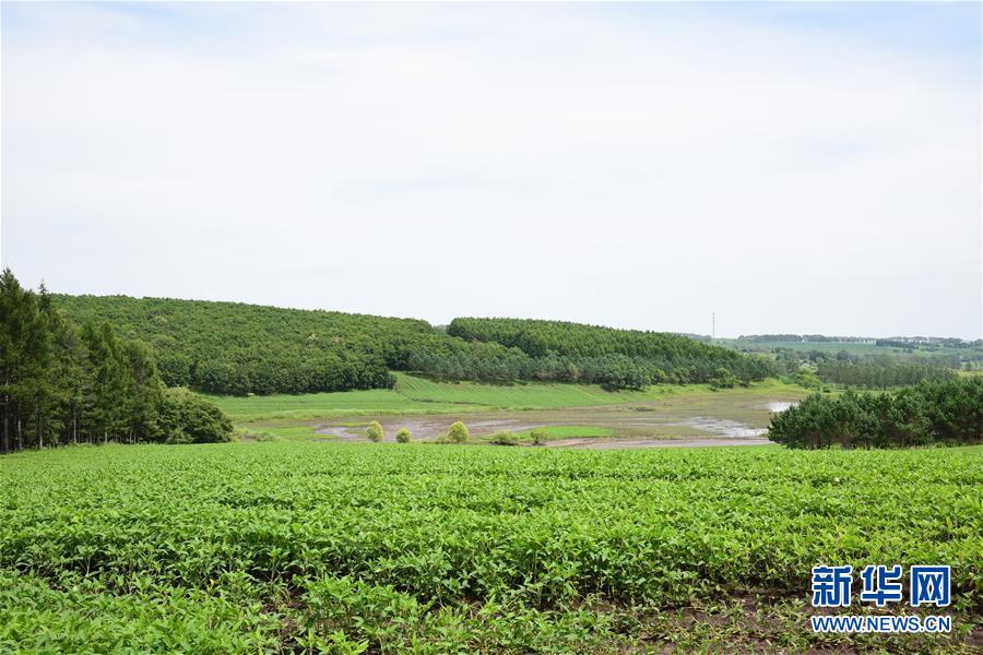 （在習(xí)近平新時(shí)代中國(guó)特色社會(huì)主義思想指引下&mdash;&mdash;新時(shí)代新作為新篇章&middot;圖文互動(dòng)）（2）向林木要錢，讓綠樹生金&mdash;&mdash;黑龍江省拜泉縣發(fā)展綠色經(jīng)濟(jì)助脫貧