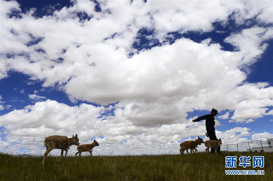 （今日關(guān)注&middot;第一屆國家公園論壇&middot;圖文互動）（5）首個國家公園什么樣？專家?guī)阆?ldquo;睹&rdquo;為快