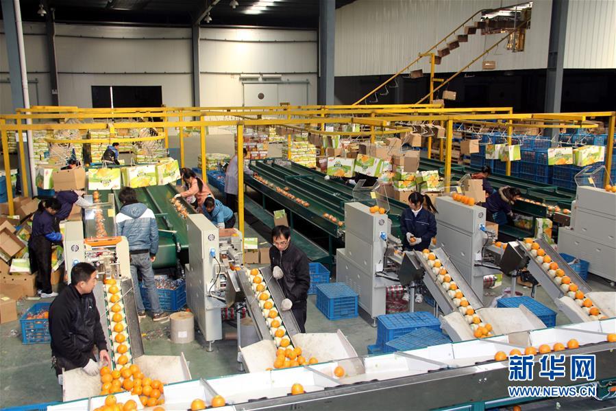 （紅土地&ldquo;往事新說(shuō)&rdquo;&middot;圖文互動(dòng)）（4）昔日房前&ldquo;一棵苗&rdquo; 今朝引來(lái)橙滿枝