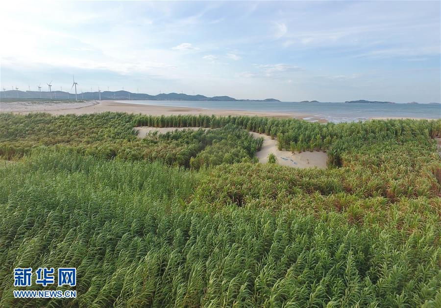 （不忘初心、牢記使命&middot;圖文互動(dòng)）（2）拳拳寸草心 濃濃報(bào)國(guó)情&mdash;&mdash;記&ldquo;菌草之父&rdquo;林占熺