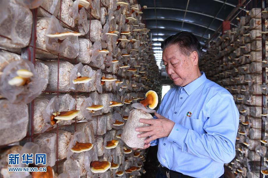 （不忘初心、牢記使命&middot;圖文互動(dòng)）（1）拳拳寸草心 濃濃報(bào)國(guó)情&mdash;&mdash;記&ldquo;菌草之父&rdquo;林占熺