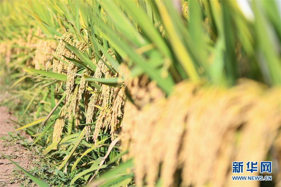 （圖文互動(dòng)）（8）1046.3公斤！袁隆平第三代雜交水稻首次公開(kāi)測(cè)產(chǎn)