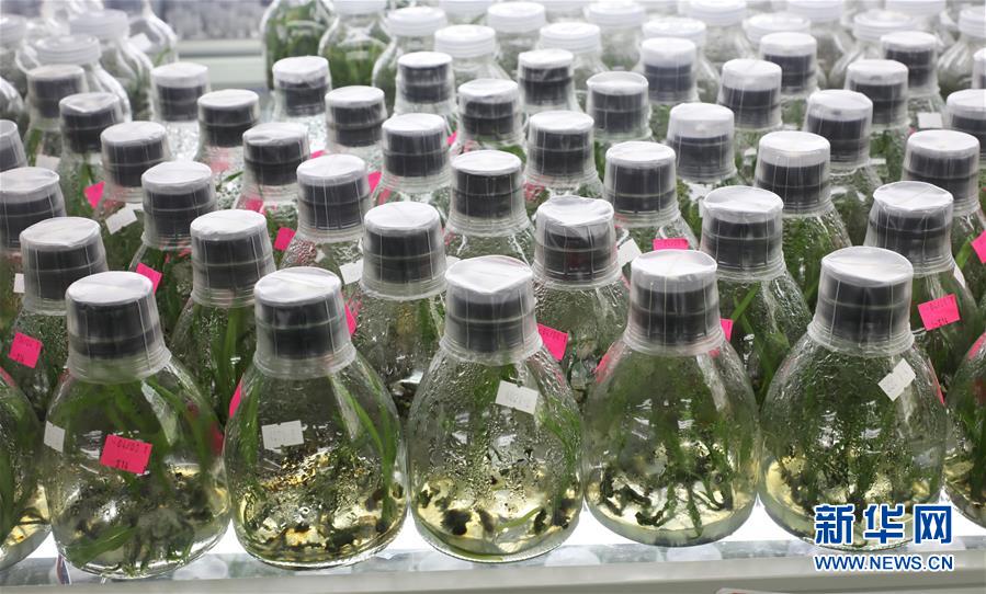 (在習(xí)近平新時(shí)代中國(guó)特色社會(huì)主義思想指引下——新時(shí)代新作為新篇章·總書(shū)記關(guān)心的百姓身邊事·圖文互動(dòng))(3)“科技秀才”給田野帶來(lái)新希望