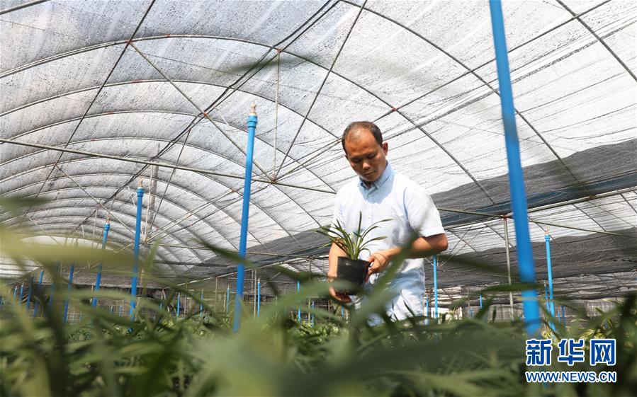 (在習(xí)近平新時(shí)代中國(guó)特色社會(huì)主義思想指引下——新時(shí)代新作為新篇章·總書(shū)記關(guān)心的百姓身邊事·圖文互動(dòng))(4)“科技秀才”給田野帶來(lái)新希望