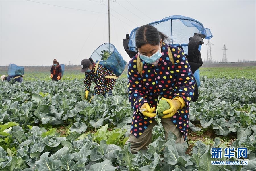 （做好六穩(wěn)工作 應(yīng)對(duì)復(fù)雜局面&middot;圖文互動(dòng)）（1）穩(wěn)住&ldquo;菜籃子&rdquo; 守住&ldquo;好日子&rdquo;