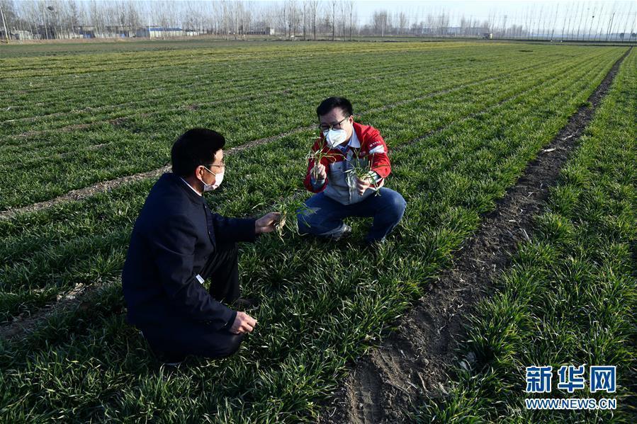 （圖文互動(dòng)）（1）別樣的春耕&mdash;&mdash;來自農(nóng)業(yè)大省山東的春耕備耕見聞