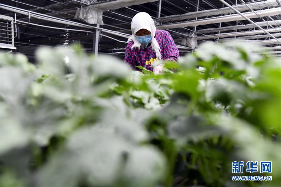 （圖文互動(dòng)）（3）別樣的春耕&mdash;&mdash;來自農(nóng)業(yè)大省山東的春耕備耕見聞