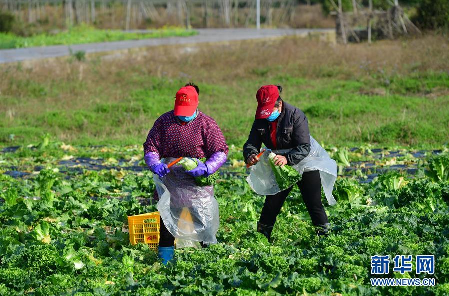 （圖文互動）（3）廣西桂林：&ldquo;借力+接力&rdquo;新鮮蔬菜進社區(qū)