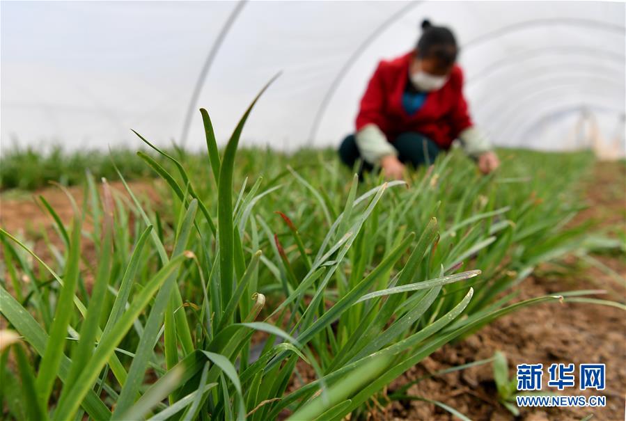 （圖文互動）（3）“春天到了，熟悉的生活正在慢慢回來”——陜西多地復(fù)產(chǎn)復(fù)工一線見聞