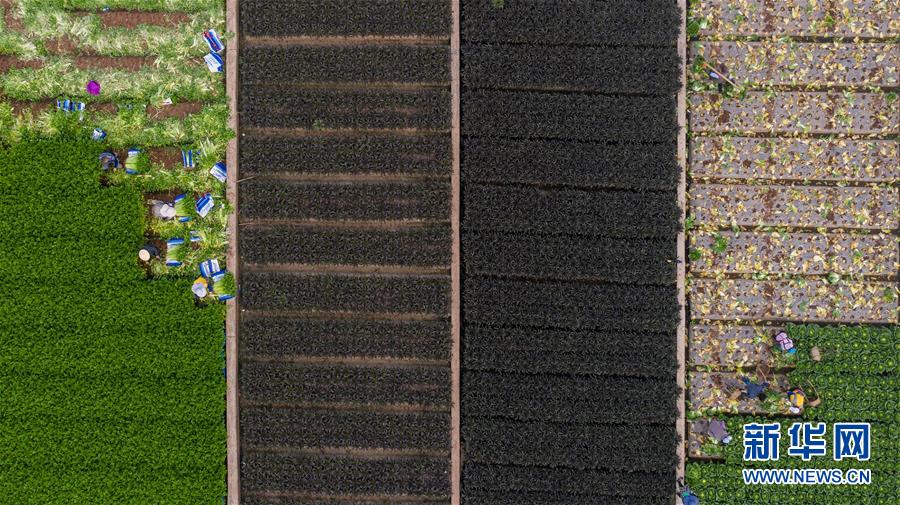 （抓好春耕備耕 穩(wěn)住農(nóng)業(yè)生產(chǎn)&middot;圖文互動(dòng)）（4）&ldquo;栽種的是菜苗，收獲的是希望&rdquo;&mdash;&mdash;云南蔬菜集散地通?？h春耕見聞 