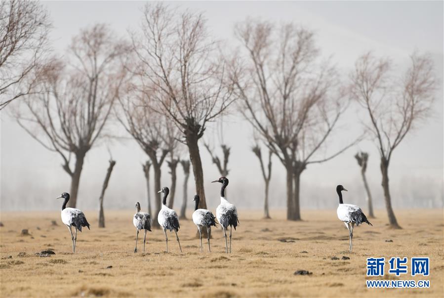 (環(huán)境)(5)西藏:雅江北岸 鶴舞翩翩