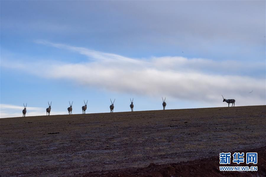 (新華全媒頭條·圖文互動)(1)跨越半個世紀的生命遷徙——西藏極高海拔生態(tài)搬遷破解人與自然共生難題