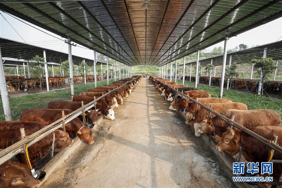 （圖文互動）（4）疏通產(chǎn)業(yè)鏈堵點 保障“菜籃子”供應(yīng)——重慶養(yǎng)殖大區(qū)力促養(yǎng)殖業(yè)補損復產(chǎn)