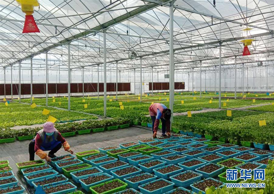 (在習(xí)近平新時(shí)代中國特色社會(huì)主義思想指引下——新時(shí)代新作為新篇章·習(xí)近平總書記關(guān)切事·圖文互動(dòng))(5)抗疫之下 保供無憂