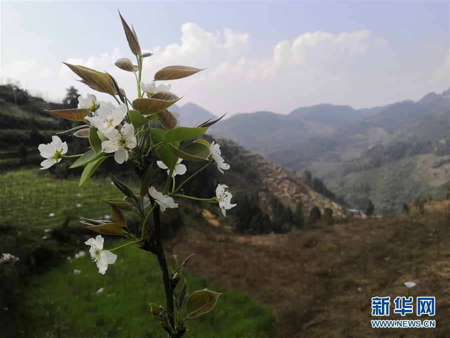 （決戰(zhàn)決勝脫貧攻堅(jiān)·圖文互動(dòng)）（1）寄相思，償夙愿——5封清明“家書”里的決戰(zhàn)決勝信念