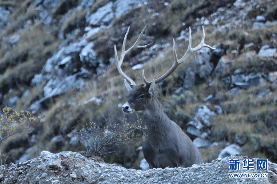 (玉樹(shù)地震10周年·圖文互動(dòng))(2)牧民才仁尼瑪?shù)?ldquo;科研”人生