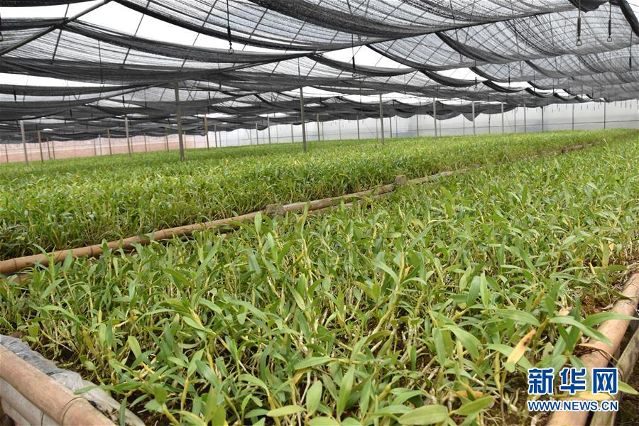 （決戰(zhàn)決勝脫貧攻堅&middot;圖文互動）（1）這個脫貧縣的石頭為何比土金貴？