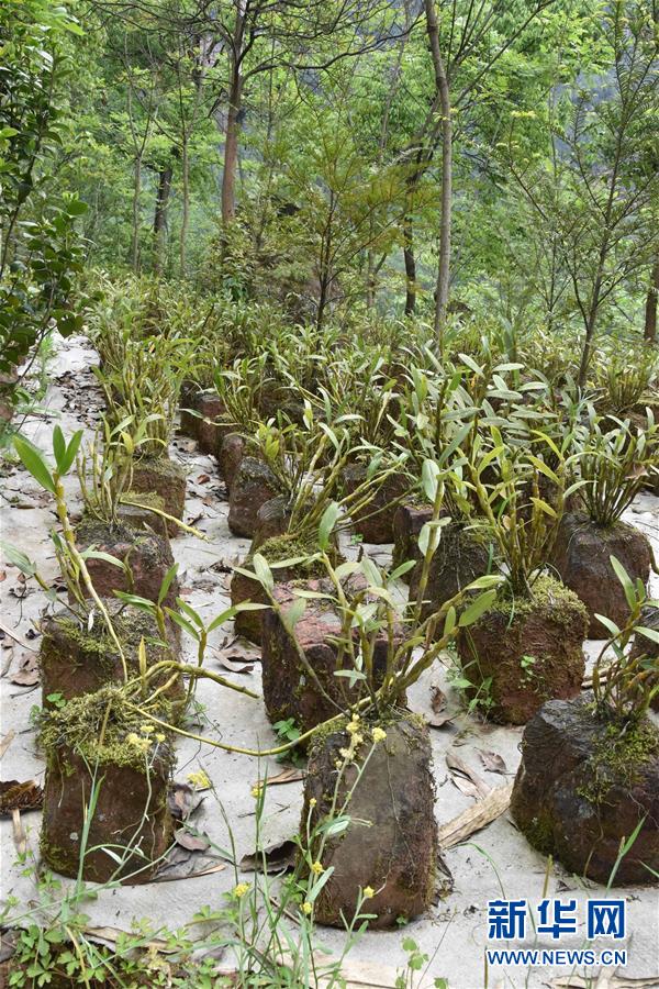 （決戰(zhàn)決勝脫貧攻堅&middot;圖文互動）（3）這個脫貧縣的石頭為何比土金貴？