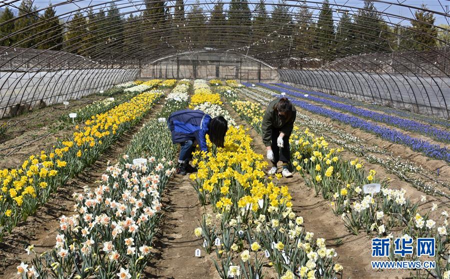 （新華全媒頭條&middot;圖文互動(dòng)）（2）永遠(yuǎn)的夢(mèng)想 永恒的追求&mdash;&mdash;寫在北京世園會(huì)開幕一周年之際