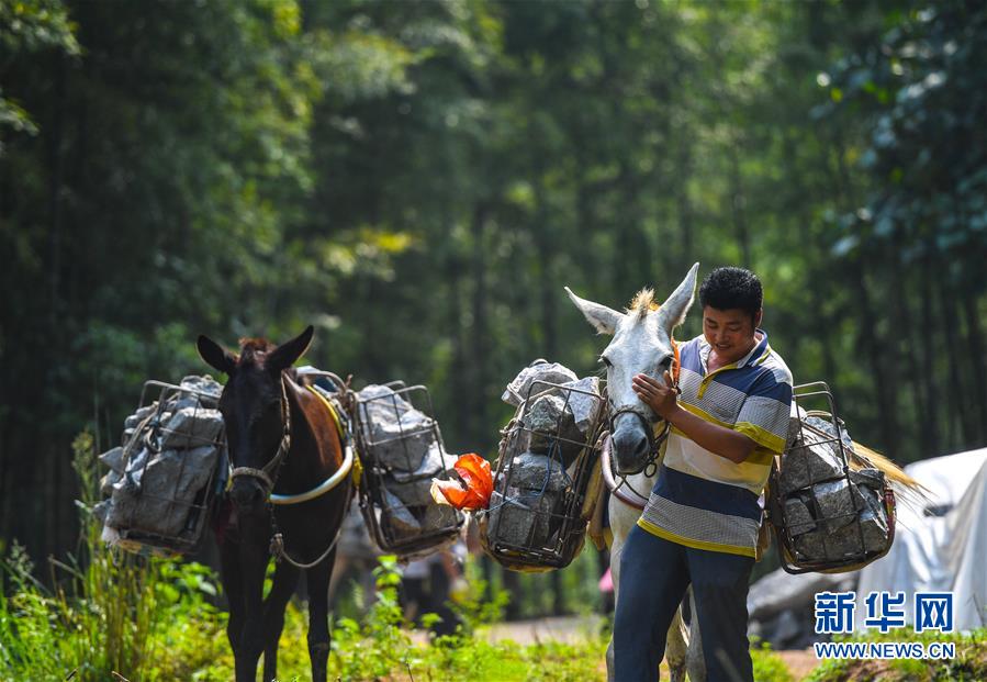 (決戰(zhàn)決勝脫貧攻堅·圖文互動)(5)老余賣騾子