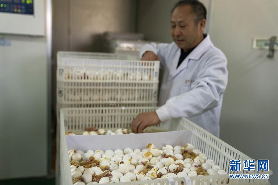 （決戰(zhàn)決勝脫貧攻堅(jiān)&middot;圖文互動(dòng)）（1）小鴿子帶來大希望&mdash;&mdash;河北阜平硒鴿產(chǎn)業(yè)&ldquo;飛翔&rdquo;記