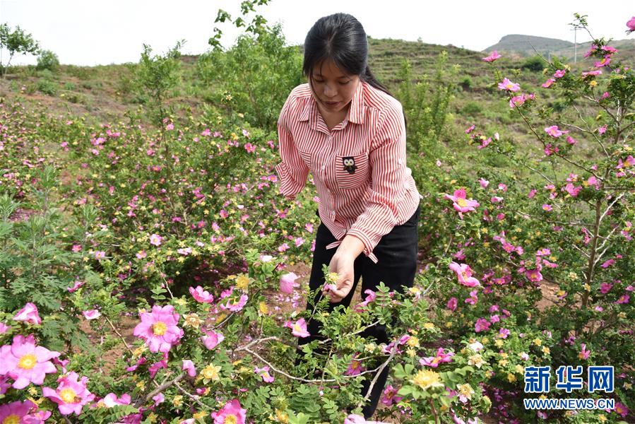 （新華全媒頭條&middot;圖文互動）（11）刺梨花開滿山紅&mdash;&mdash;記在貴州脫貧攻堅一線奮斗的殘疾人