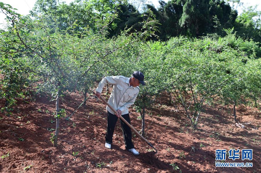 (決戰(zhàn)決勝脫貧攻堅·圖文互動)(4)暮投石壕村