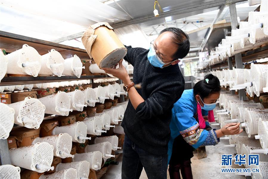 (決戰(zhàn)決勝脫貧攻堅(jiān)·圖文互動(dòng))(2)“小蜂王”的大夢想