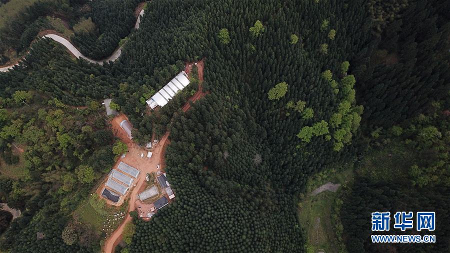 (決戰(zhàn)決勝脫貧攻堅(jiān)·圖文互動(dòng))(3)“小蜂王”的大夢想