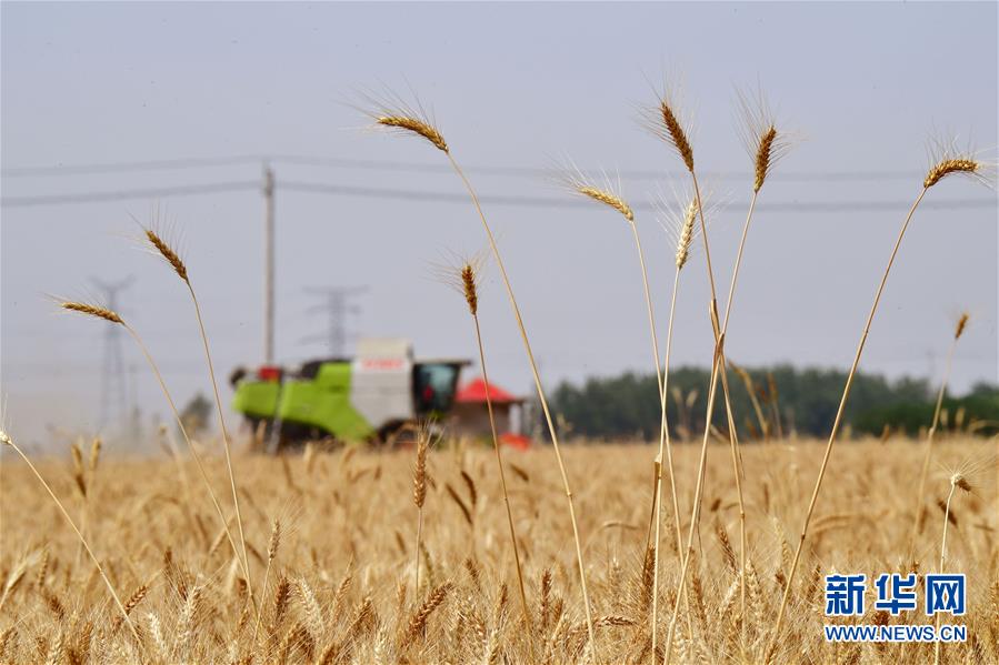 （新華全媒頭條&middot;圖文互動(dòng)）（3）庚子之豐&mdash;&mdash;2020年河南夏糧豐收?qǐng)D景