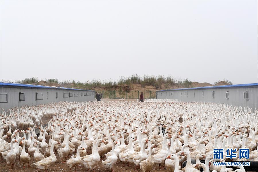 （決戰(zhàn)決勝脫貧攻堅(jiān)&middot;聚焦三區(qū)三州&middot;圖文互動）（2）號角聲里看于田&mdash;&mdash;來自庫爾班大叔故鄉(xiāng)的脫貧報(bào)告