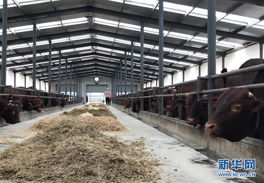 (決戰(zhàn)決勝脫貧攻堅(jiān)·圖文互動)(2)趕著“紅牛”奔小康