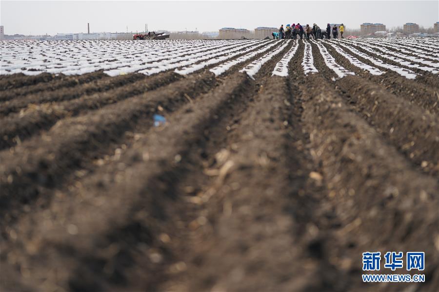 (在習(xí)近平新時代中國特色社會主義思想指引下——新時代新作為新篇章·習(xí)近平總書記關(guān)切事·圖文互動)(3)讓每一寸耕地都成為豐收的沃土——我國加強耕地保護推進(jìn)“藏糧于地”