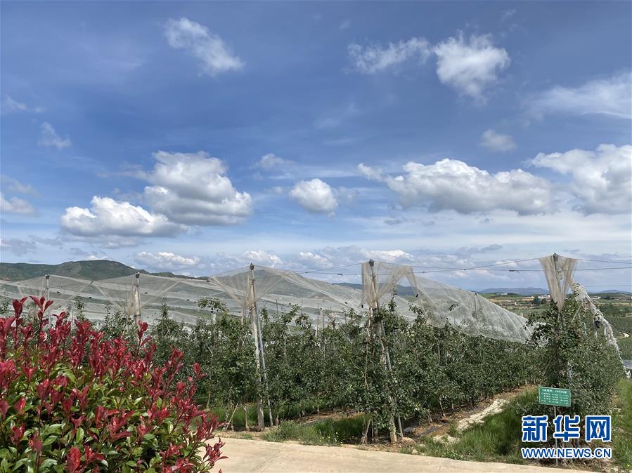 （決戰(zhàn)決勝脫貧攻堅(jiān)·圖文互動）（3）高原紅了，日子好了——貴州海拔最高縣發(fā)展蘋果產(chǎn)業(yè)見聞