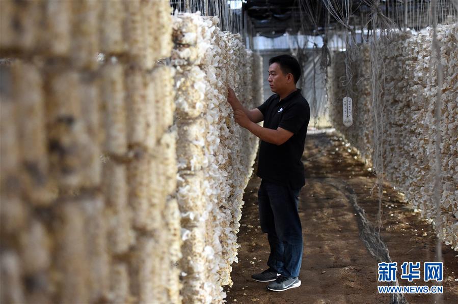  （新華全媒頭條·圖文互動）（7）青春，在希望的田野上——大別山區(qū)尋訪“城歸”大學(xué)畢業(yè)生
