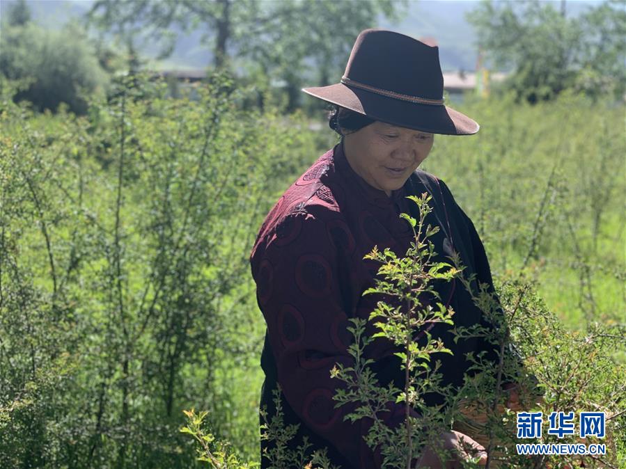 （圖文互動）（1）高山下的&ldquo;扶貧藏雪茶&rdquo;