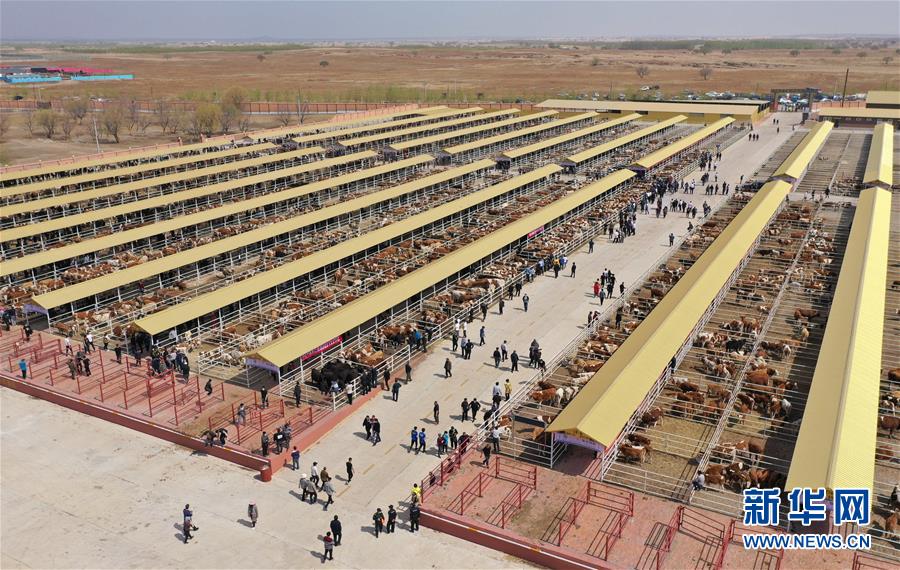 (決戰(zhàn)決勝脫貧攻堅(jiān)·圖文互動(dòng))(3)內(nèi)蒙古科右中旗:把準(zhǔn)發(fā)展方向 “楓馬牛”可相及