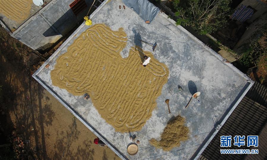 (走向我們的小康生活·圖文互動(dòng))(3)黎苗山鄉(xiāng)種養(yǎng)“老行當(dāng)”擦亮“綠色牌”