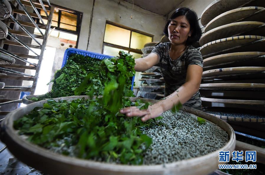 (走向我們的小康生活·圖文互動(dòng))(6)黎苗山鄉(xiāng)種養(yǎng)“老行當(dāng)”擦亮“綠色牌”