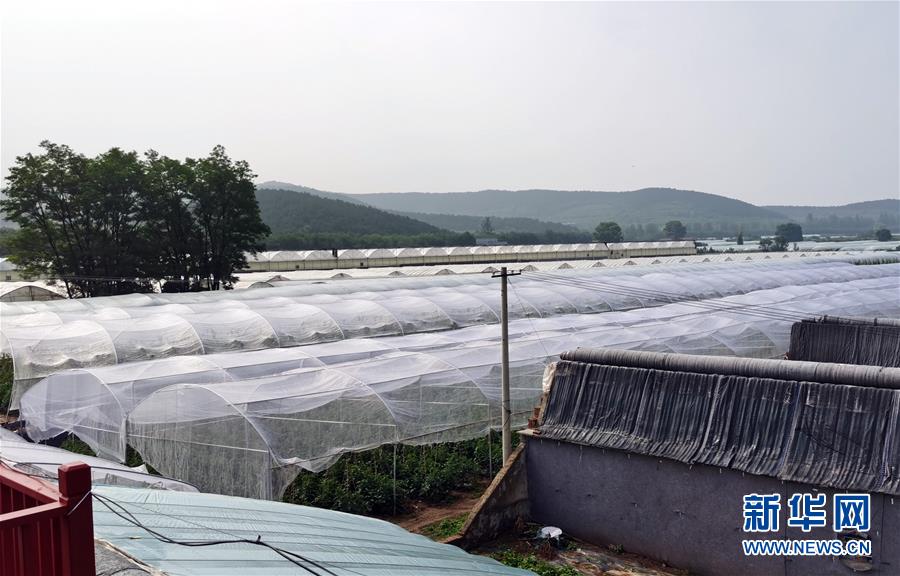 （決戰(zhàn)決勝脫貧攻堅(jiān)&middot;圖文互動）（2）西紅柿小鎮(zhèn)的&ldquo;致富經(jīng)&rdquo;