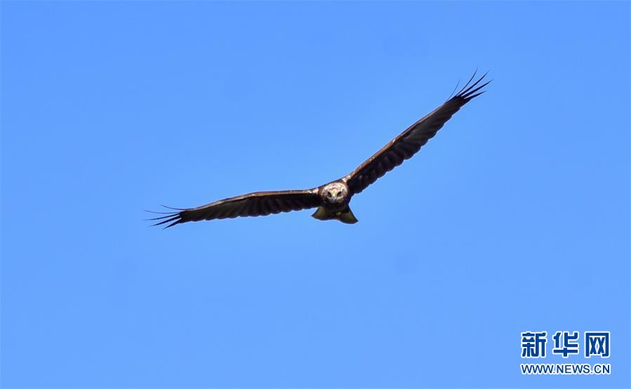 (新華網(wǎng)·圖文互動)(2)云南保山首次記錄到國家重點保護(hù)野生動物白頭鷂