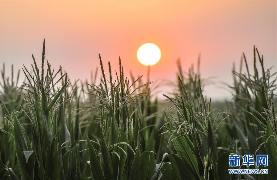 （在習近平新時代中國特色社會主義思想指引下&mdash;&mdash;新時代新作為新篇章&middot;習近平總書記關(guān)切事&middot;圖文互動）（7）讓百姓吃得飽還要吃得好&mdash;&mdash;夯實糧食安全基礎(chǔ)端牢中國飯碗