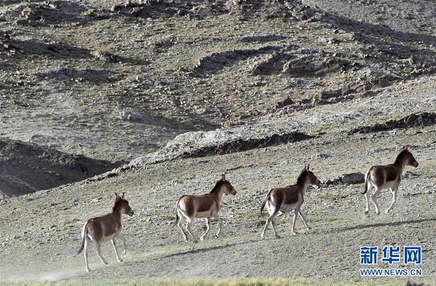 （在習(xí)近平新時(shí)代中國特色社會(huì)主義思想指引下&mdash;&mdash;新時(shí)代新作為新篇章&middot;習(xí)近平總書記關(guān)切事&middot;圖文互動(dòng)）（1）綠色映底蘊(yùn)，山水見初心&mdash;&mdash;生態(tài)優(yōu)先、綠色發(fā)展持續(xù)造福群眾美好生活